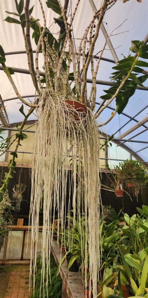 Dendrobium Roots