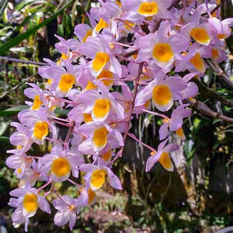 Dendrobium Rosy Cluster
