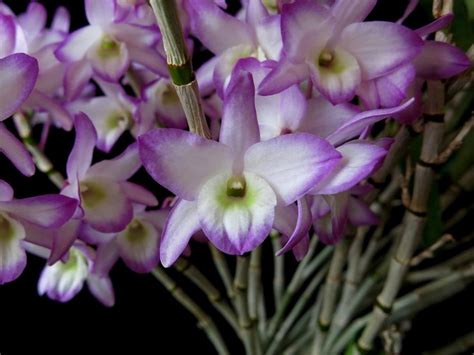 Dendrobium Sakura Hime