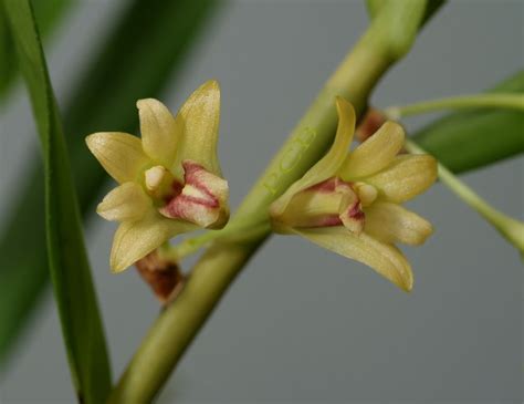 Dendrobium Salaccense