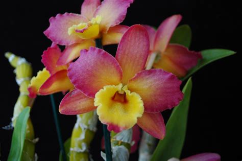 Dendrobium Scientific Name