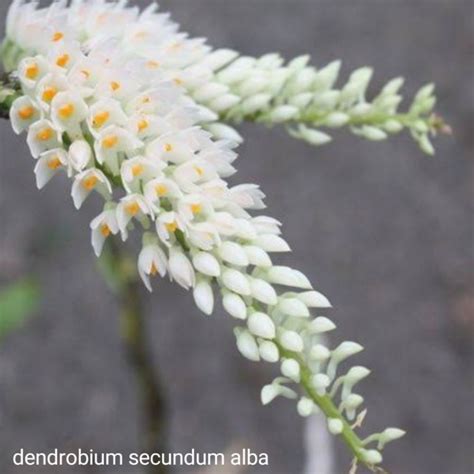 Dendrobium Secundum Alba