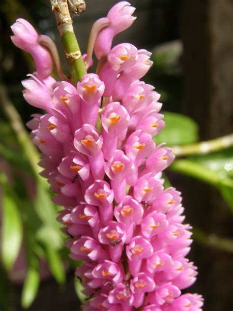 Dendrobium Secundum Pink