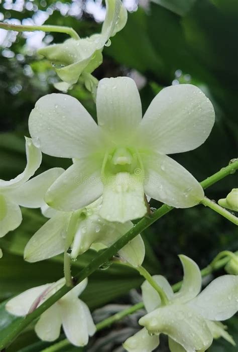 Dendrobium Shavin White