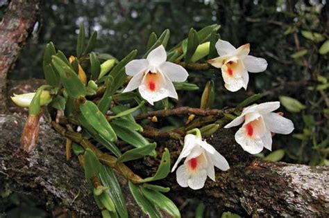 Dendrobium Sinense