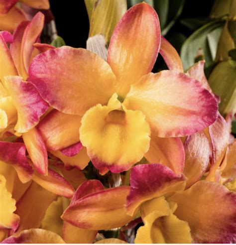 Dendrobium Smile Fantasy