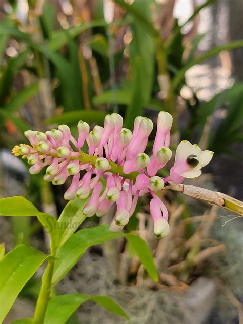 Dendrobium Smilliae Care