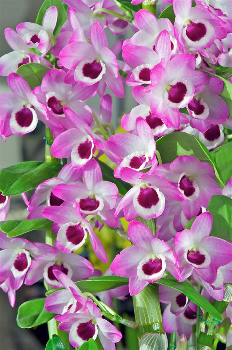 Dendrobium Soft Cane Orchids