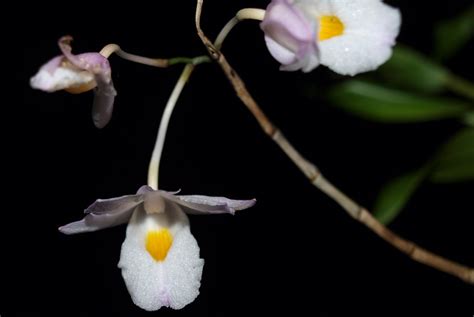 Dendrobium Spathilingue