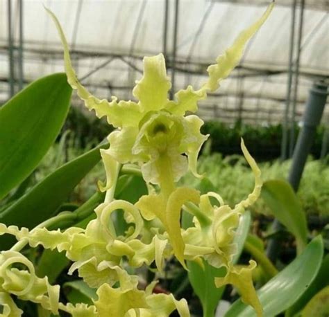 Dendrobium Spectabile Alba