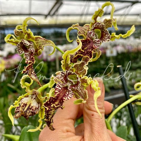 Dendrobium Spectabile Bluenanta