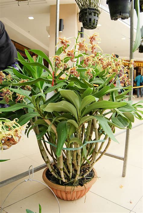 Dendrobium Spectabile Care