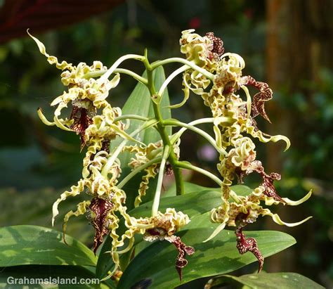 Dendrobium Spectabile Orchid