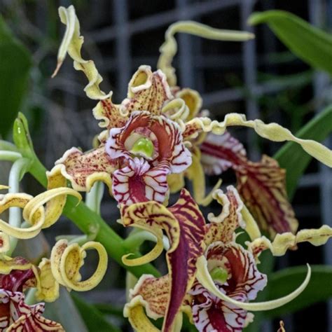 Dendrobium Spectabile Papua