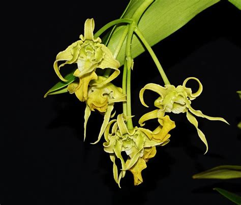Dendrobium Spectabile Var Flavum