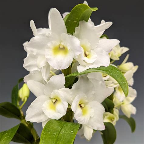 Dendrobium Spring Dream Apollon Care