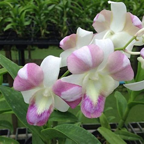 Dendrobium Star 754