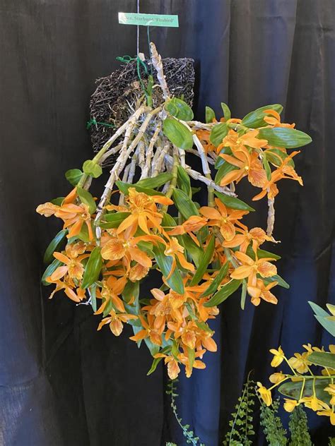 Dendrobium Stardust Firebird