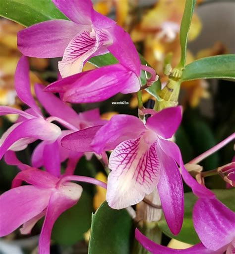 Dendrobium Stardust Rainbow Dance