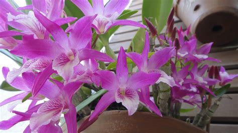 Dendrobium Stardust Rosa
