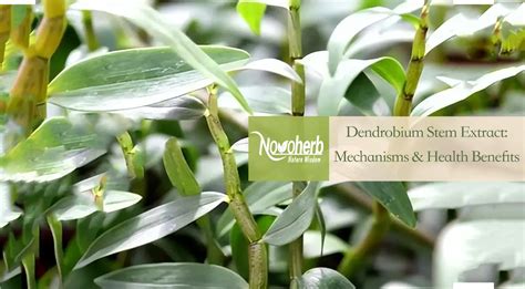 Dendrobium Stem Benefits