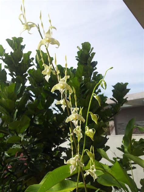 Dendrobium Stratiotes Alba