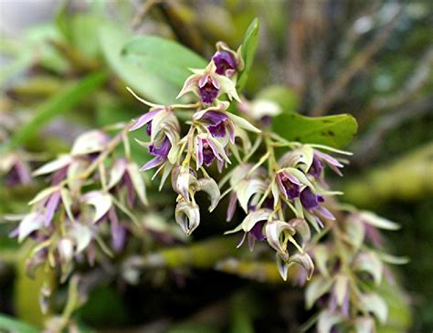 Dendrobium Strongylanthum