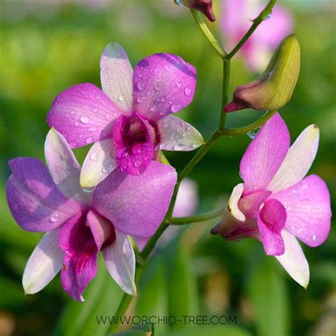 Dendrobium Sugar Pink