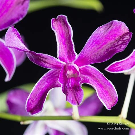 Dendrobium Superbiens