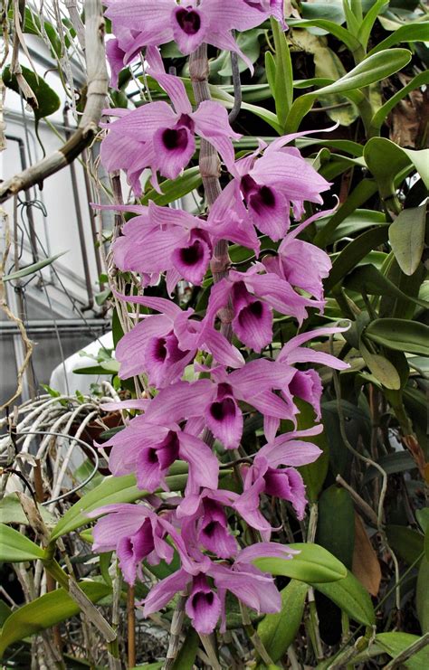 Dendrobium Superbum