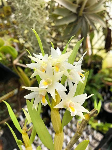 Dendrobium Sutepense