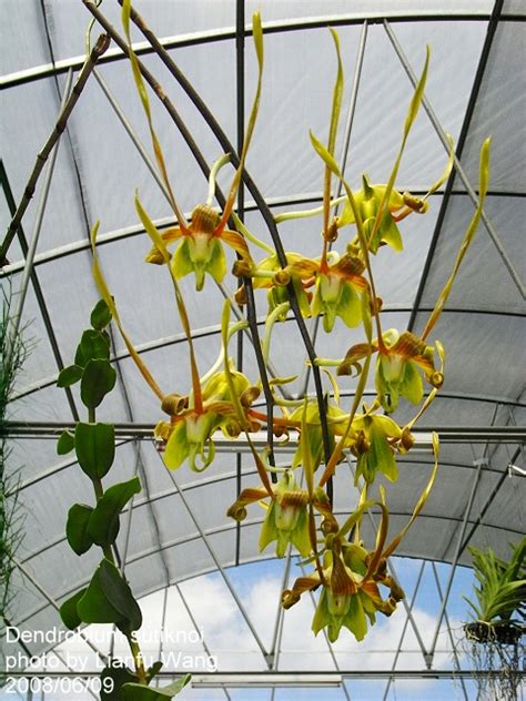 Dendrobium Sutiknoi