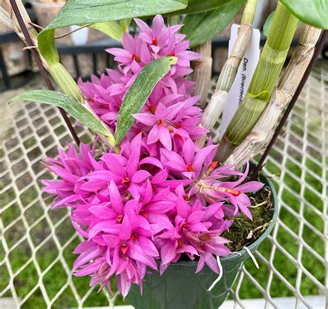 Dendrobium Tanii