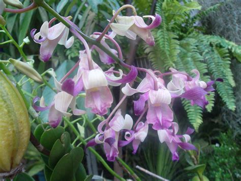 Dendrobium Taurinum