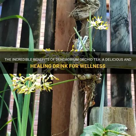 Dendrobium Tea Benefits