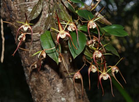 Dendrobium Tetragonum