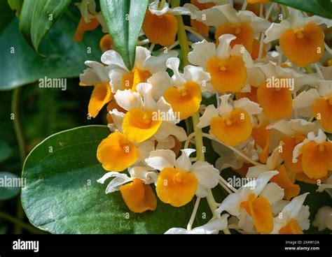 Dendrobium Thyrsiflorum