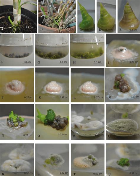 Dendrobium Tissue Culture