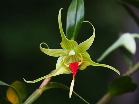Dendrobium Tobaense