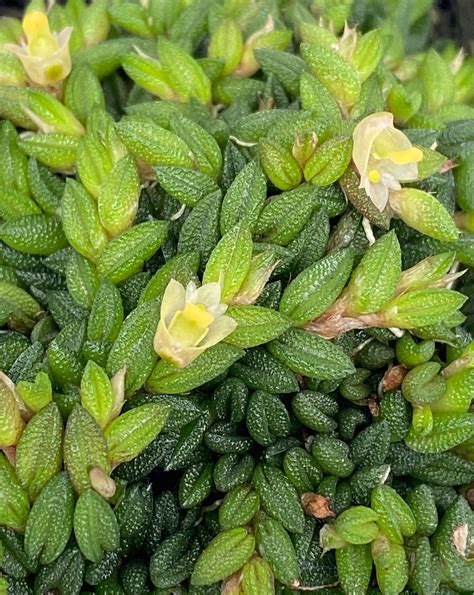 Dendrobium Toressae For Sale