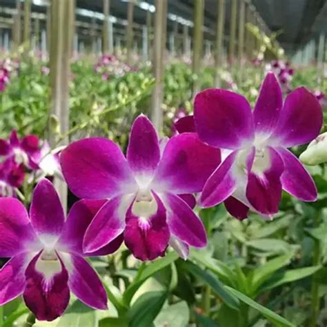 Dendrobium Trackidsp 006
