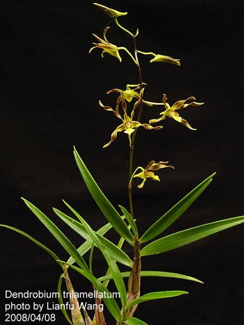 Dendrobium Trilamellatum