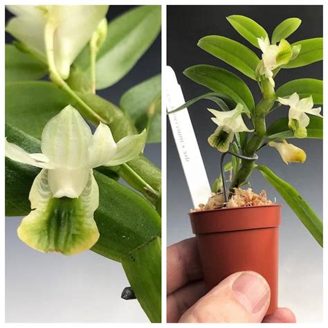 Dendrobium Trinervium