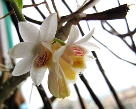 Dendrobium Umbonatum