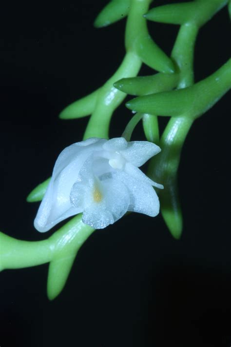 Dendrobium Uncatum