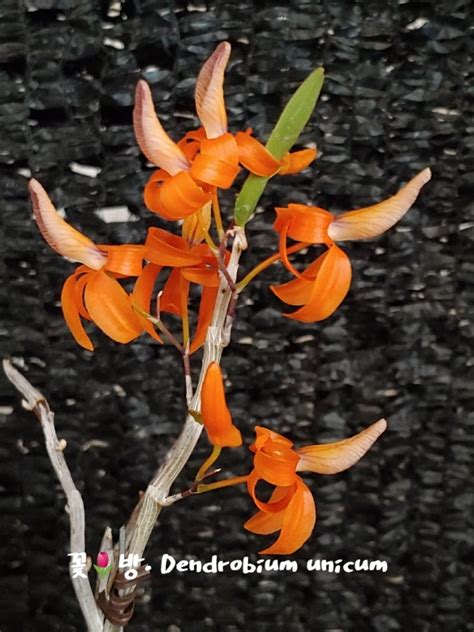 Dendrobium Unicom
