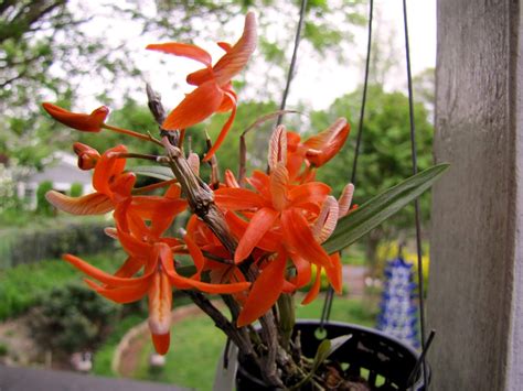 Dendrobium Unicum Care