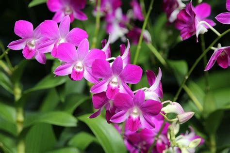 Dendrobium Uses