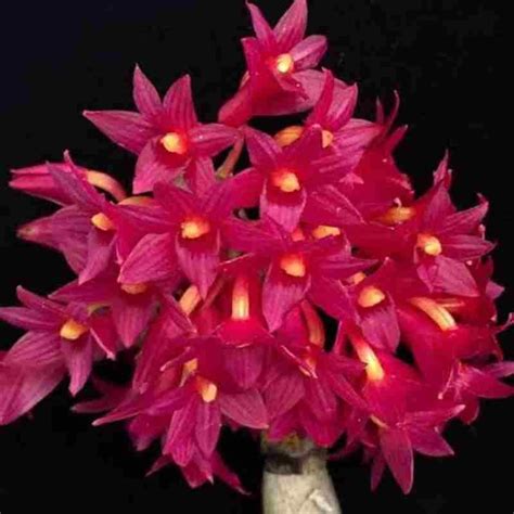 Dendrobium Usitae