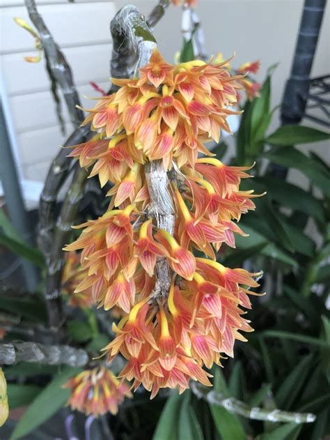 Dendrobium Usitae Orange
